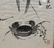 Chinese Watercolor Painting of Two Crabs by Xu Duo - 3