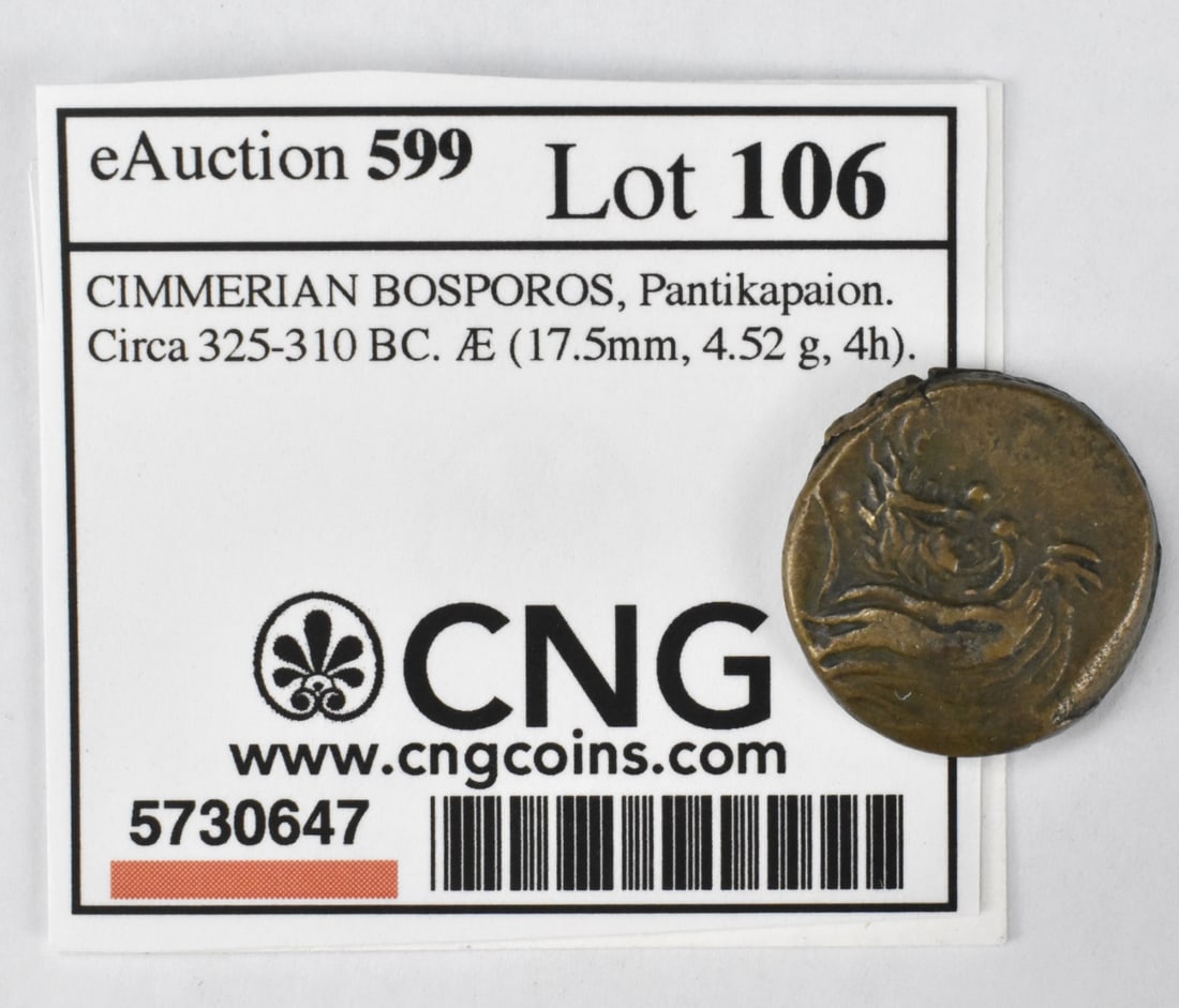 C.325-310 BC.Cimmerian Bosporos,Pantikapaion Coin: C.325-310 BC.Cimmerian Bosporos,Pantikapaion Coin Link to HD Natural Light photos:Click here for high resolution images
