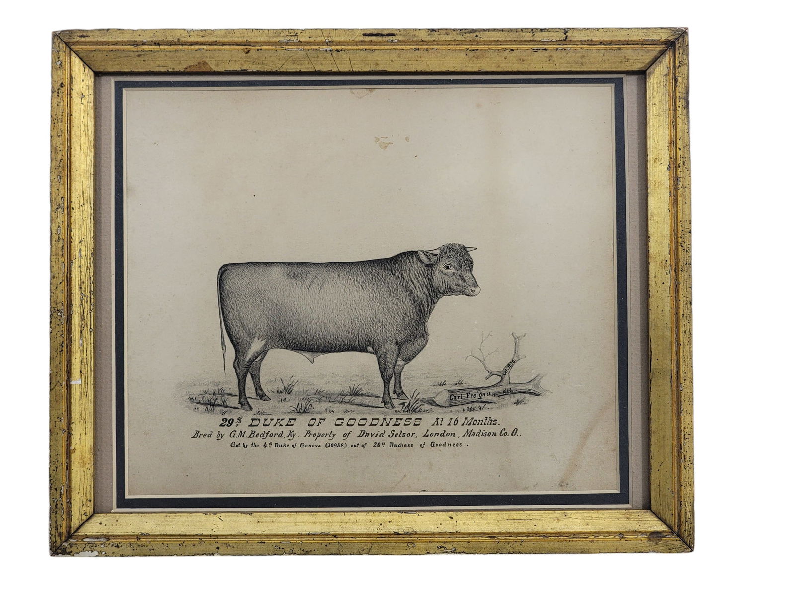 PORTRAIT OF A BULL BY CARL FREIGAU (OHIO, B. 1849)