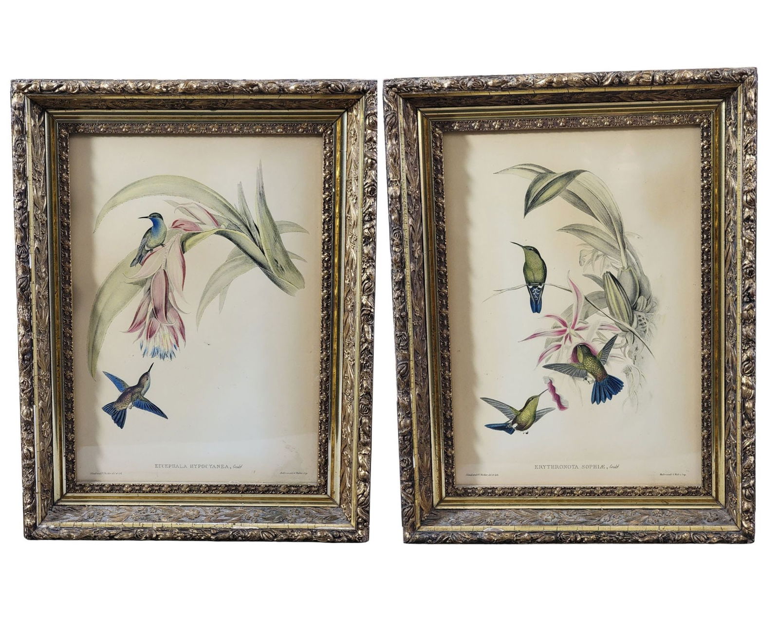 TWO GOULD & RICHTER HUMMINGBIRD PRINTS (1 of 3)