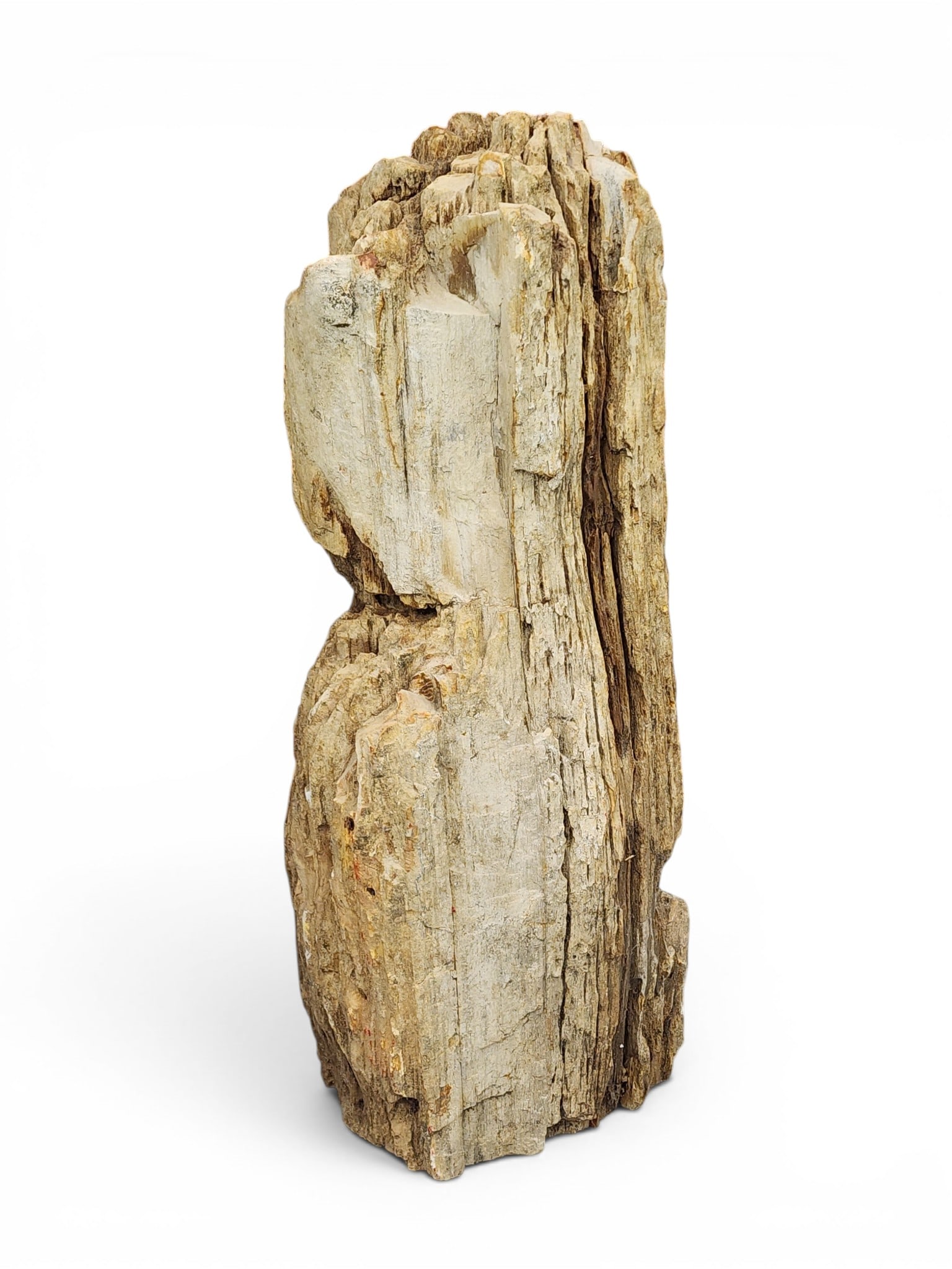 PETRIFIED WOOD SPECIMEN: 23.5" long. Unpolished. Provenance: a Kentucky collection. NOTE: We are happy to answer questions and take additional photos of lots prior to the auction (the sooner submitted the better). Any
