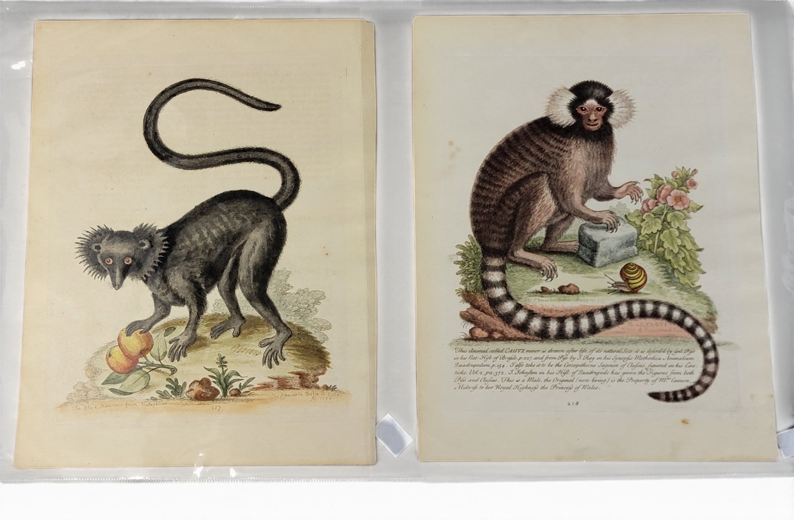 TWO 18TH CENTURY PRINTS OF MONKEYS: from George Edwards's A Natural History of Uncommon Birds and of some other Rare and Undescribed Animals and Gleanings of Natural History (London: 1745-1806). Includes the male cagui (plate 218) and