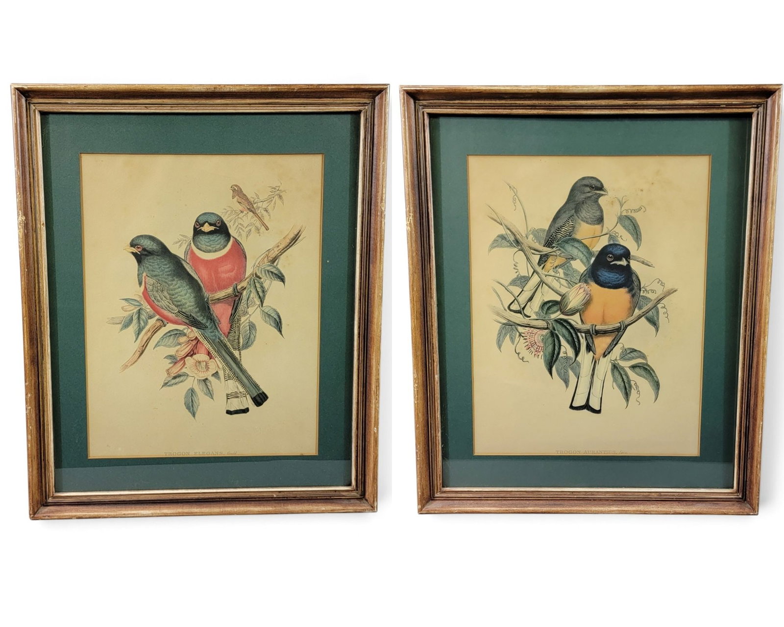 TWO BIRD PRINTS BY GOULD: Includes Elegant Trogon and Surucua Trogon, both reprints from John Gould's 1838 A Monograph of the Trogonidae, or Family of Trogons. Matted and framed, 24" high, 20.25" wide (overall). Provenance: a
