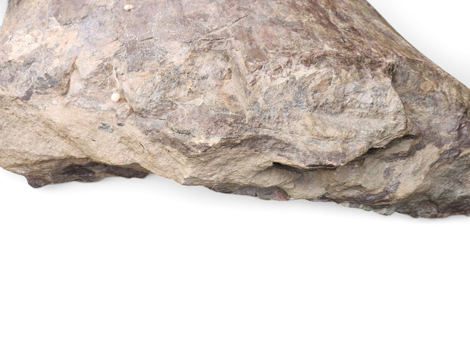 FOSSILIZED DINOSAUR BONE FRAGMENT - 2