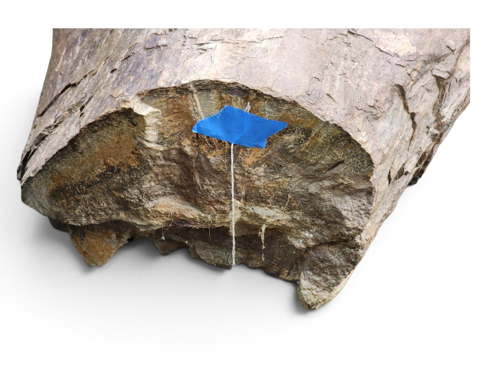 FOSSILIZED DINOSAUR BONE FRAGMENT - 3