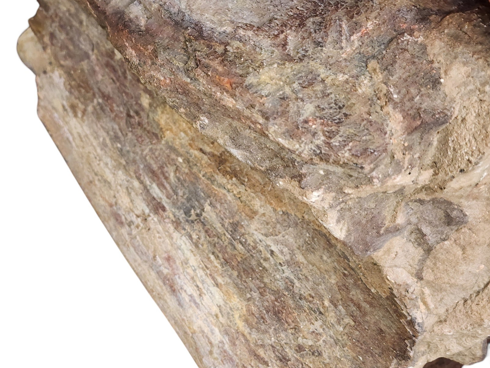 FOSSILIZED DINOSAUR BONE FRAGMENT - 4