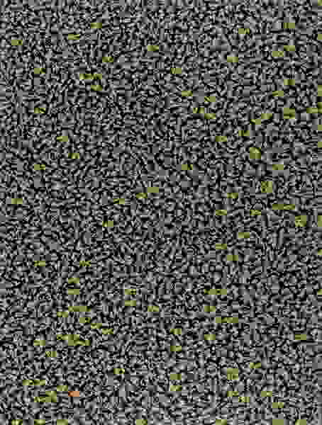 Radomir Damnjanovic Damnjan, Quadro