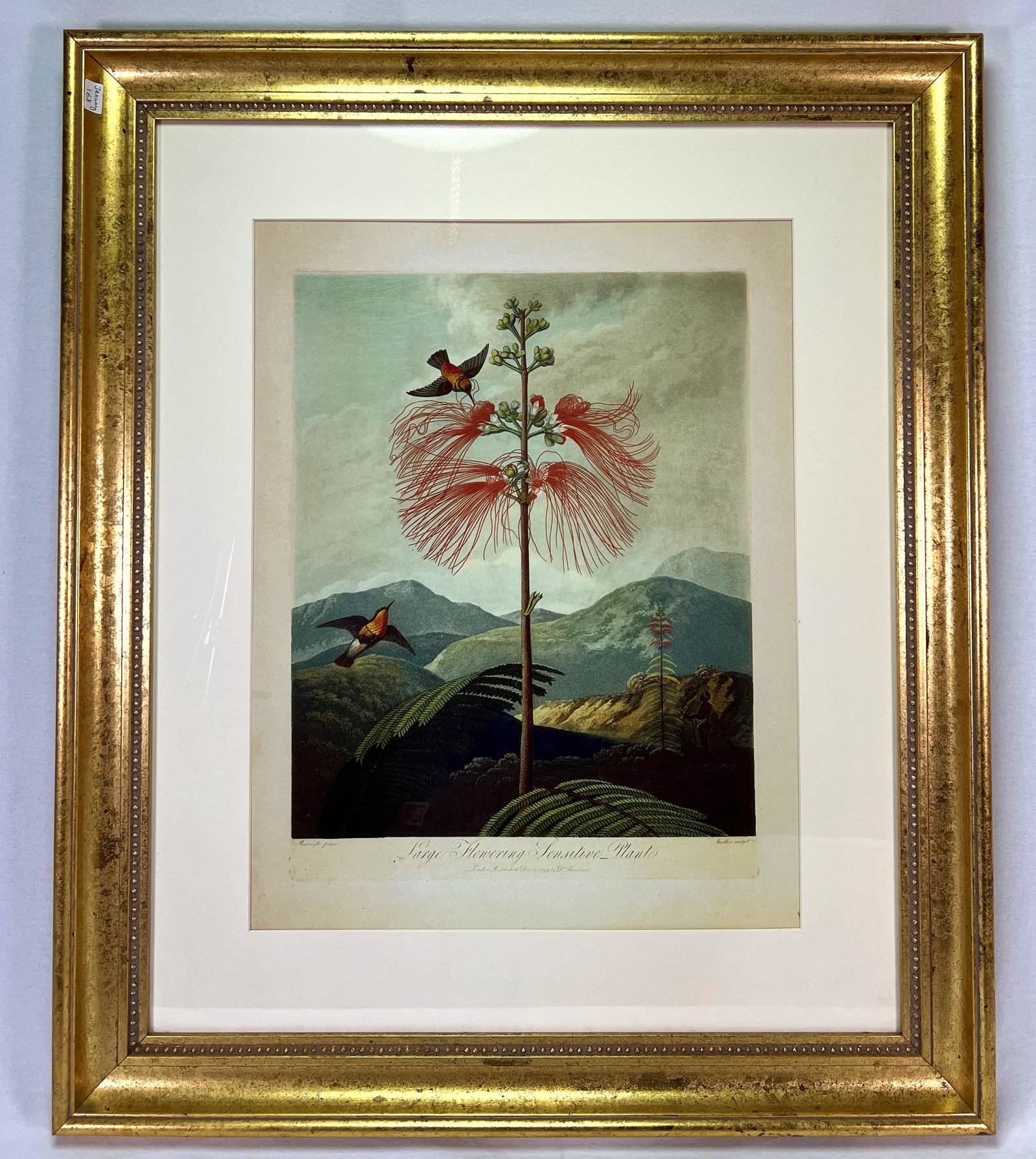 Robert John Thornton ( 1768-1837 London English ): London: Dr. Thornton 1799 First state Elephant folio aquatint stipple and line printed in color finished by hand of Dr. Thornton's landmark botanical work the "Temple of Flora" This stunning image, in