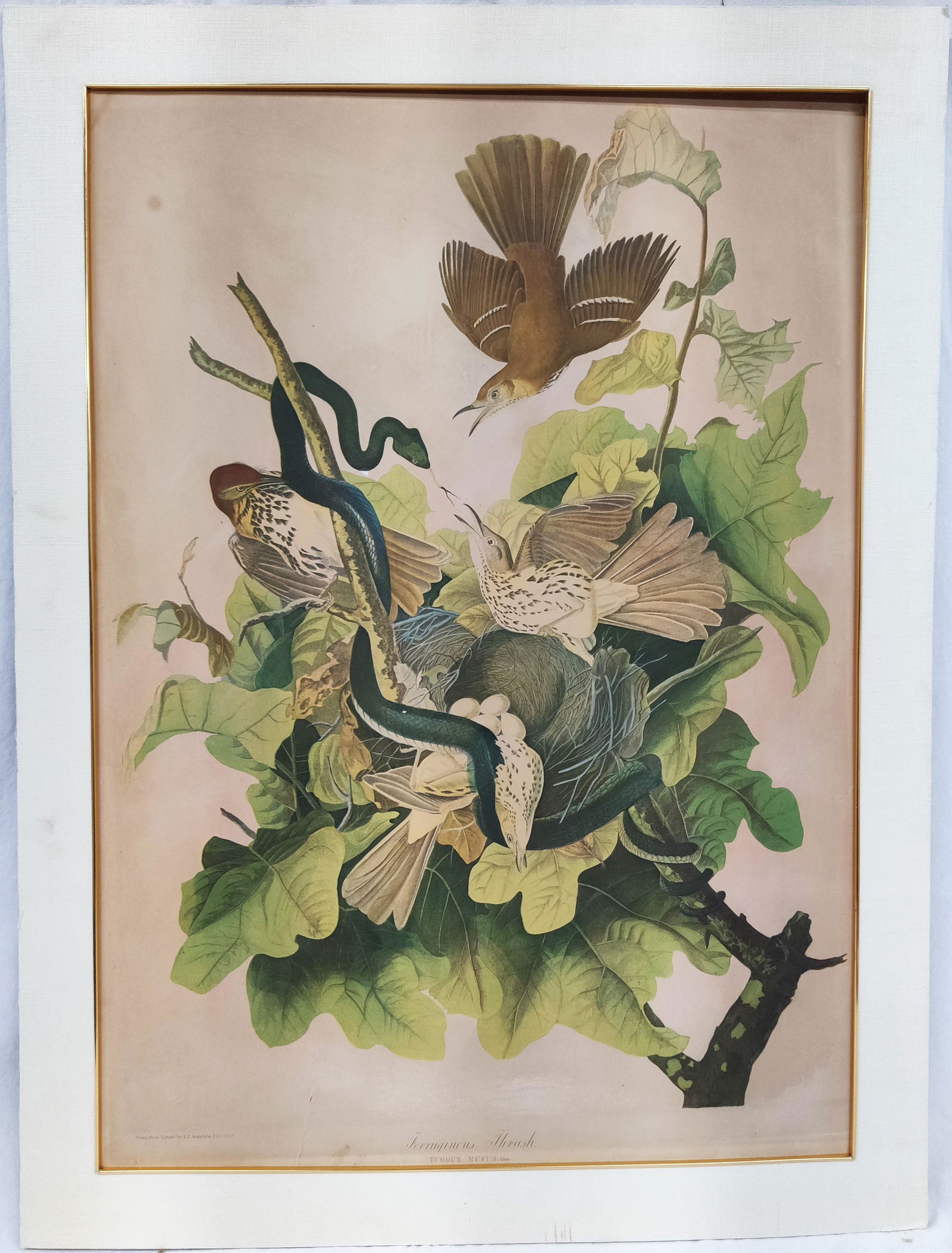 John James Audubon (1785-1851) Ferruginous Thrush (1 of 4)