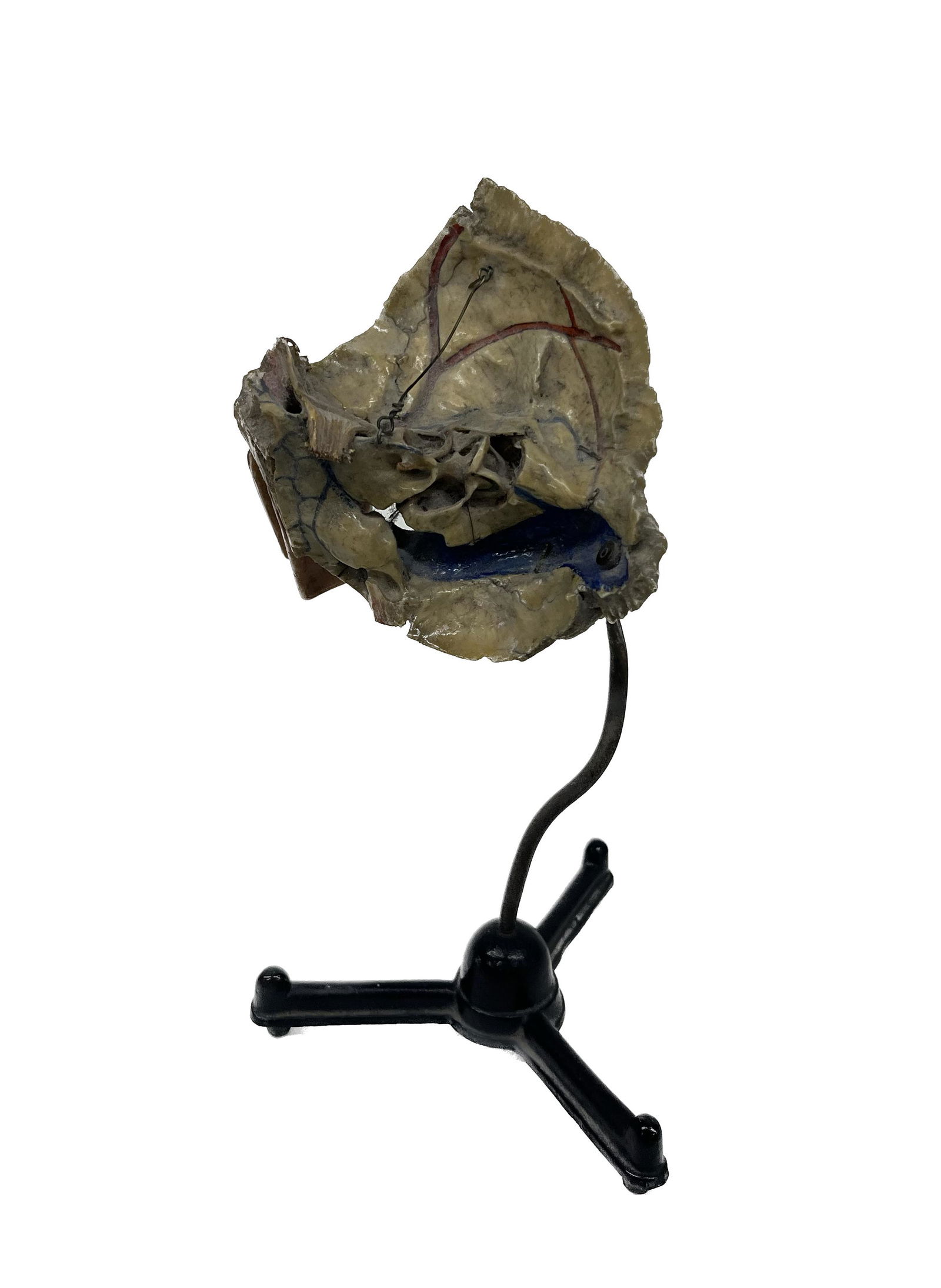 Scientific Human Skull Ear Fragment Model (1 of 4)