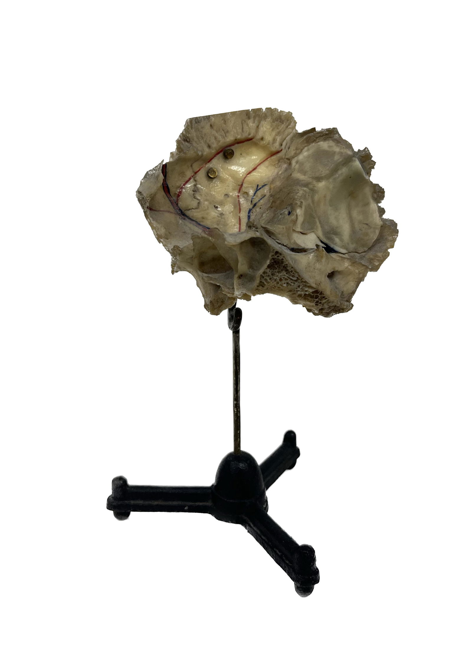 Scientific Human Skull Ear Fragment Model (1 of 5)