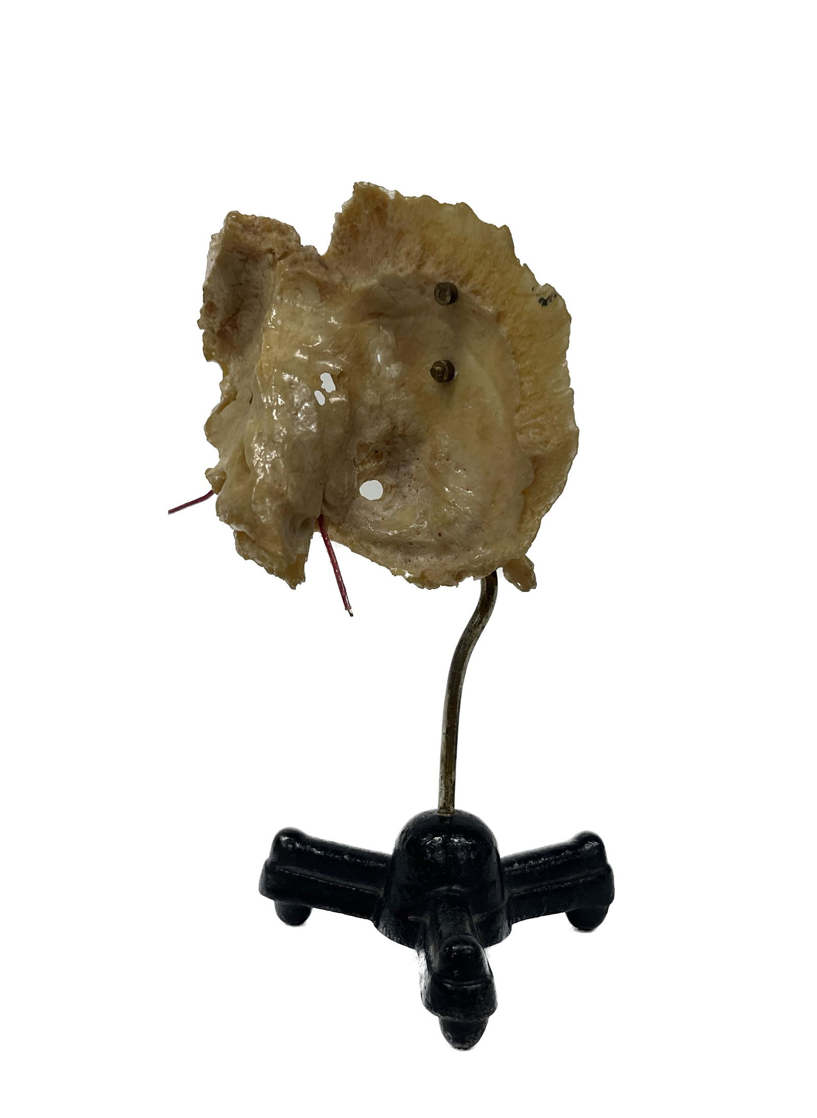 Scientific Human Skull Ear Fragment Model (1 of 4)