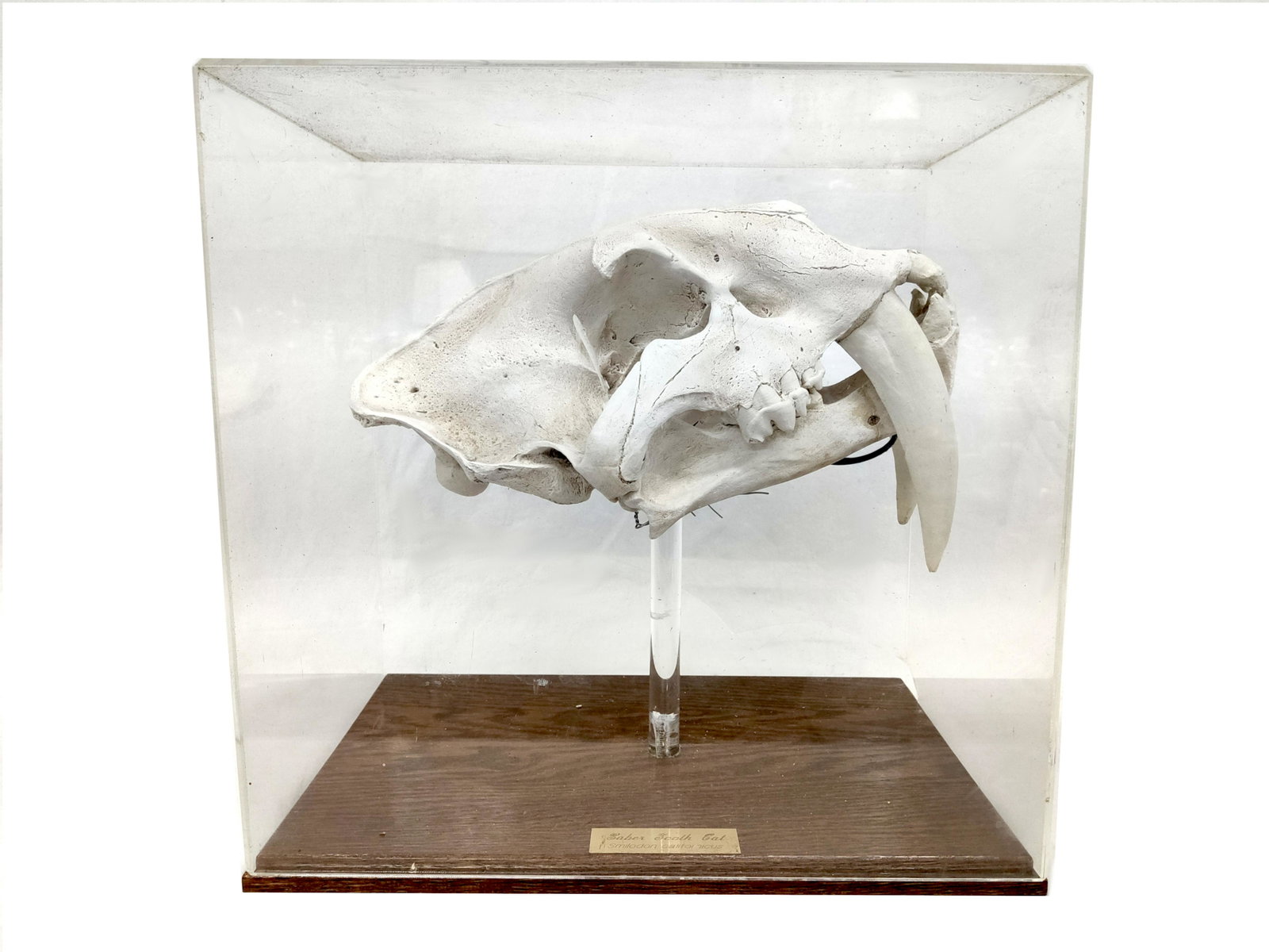 Smilodon Californication Skull Faux: Museum Quality Faux Skull Of Smilodon Californicus This Top Predator Roamed Throughout The West But Skeletal Remains Were Found In Greatest Abundance At The La Brea Tar Pits In Los Angeles Where The C