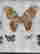 item-137219323=2