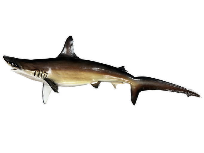 Hammerhead Shark Taxidermy Wall Hung (0392) on Jan 08, 2023 Gold