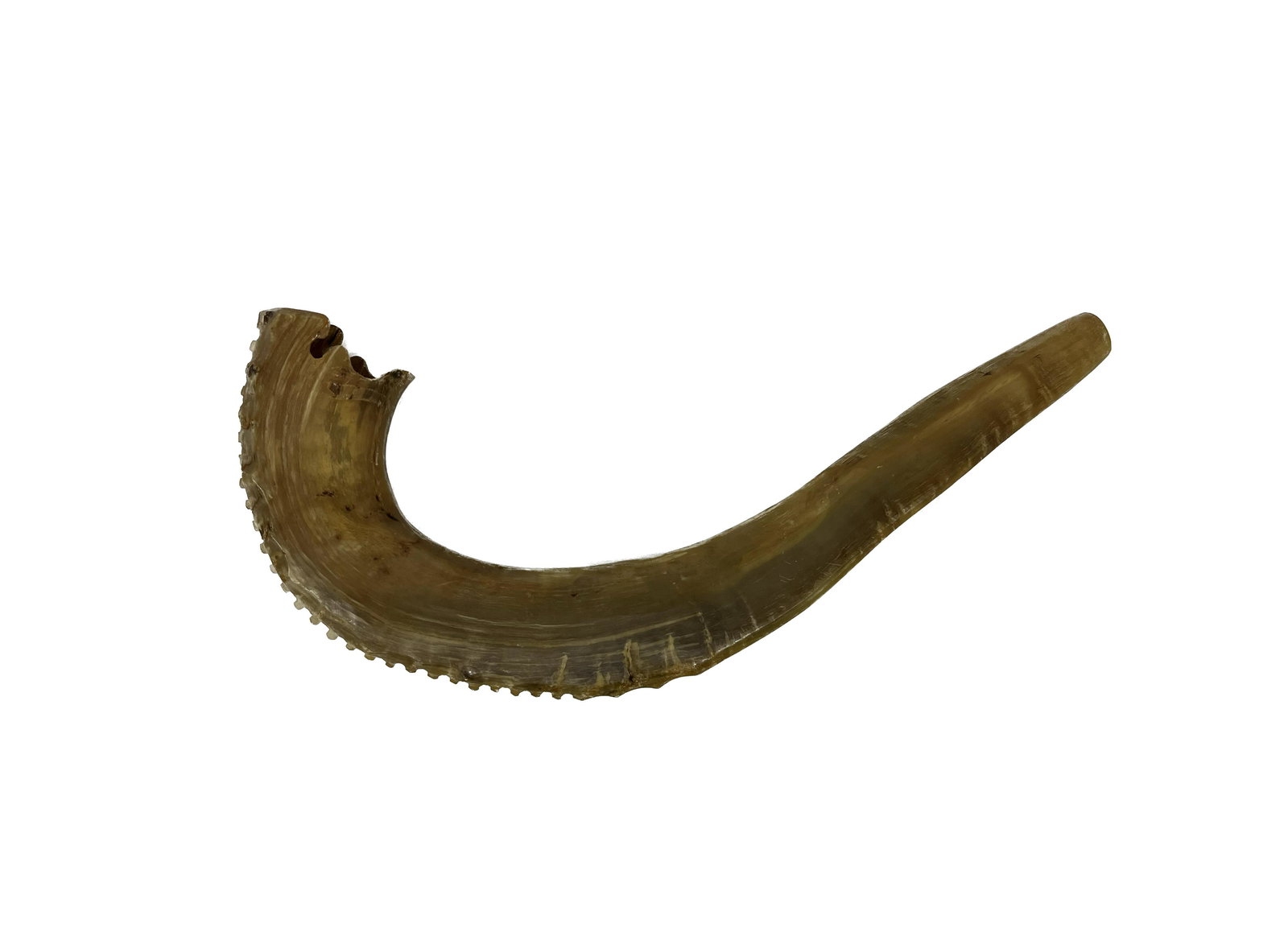 Judaica Shofar Horn (1 of 4)