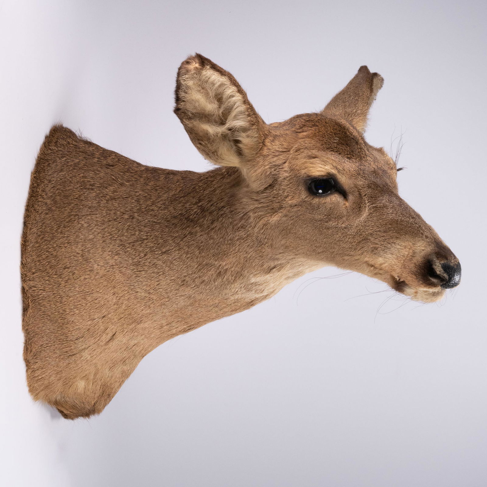 Taxidermy Deer Doe Shoulder Mount (1 of 3)