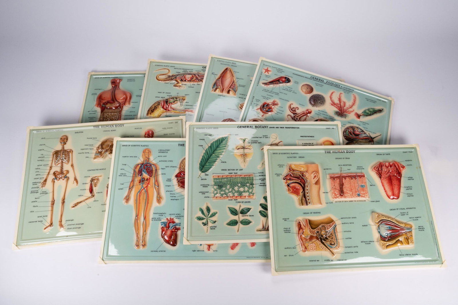 3D General Zoology Charts 50's Still in Original Bags With Original Paperwork Lot: Vintage 3-D General Zoology Charts, 1950's Still in Original Bags With Original Paperwork Lot of 8 Vertebrates Invertebrates Human Body Botany Reptiles skull bone medic medical school university