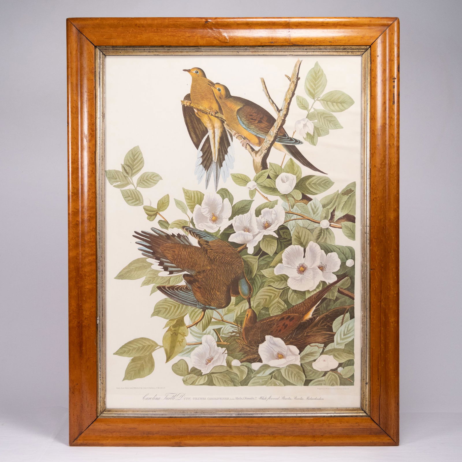 John J. Audubon (1785-1851) "Carolina Turtle Dove" (1 of 3)