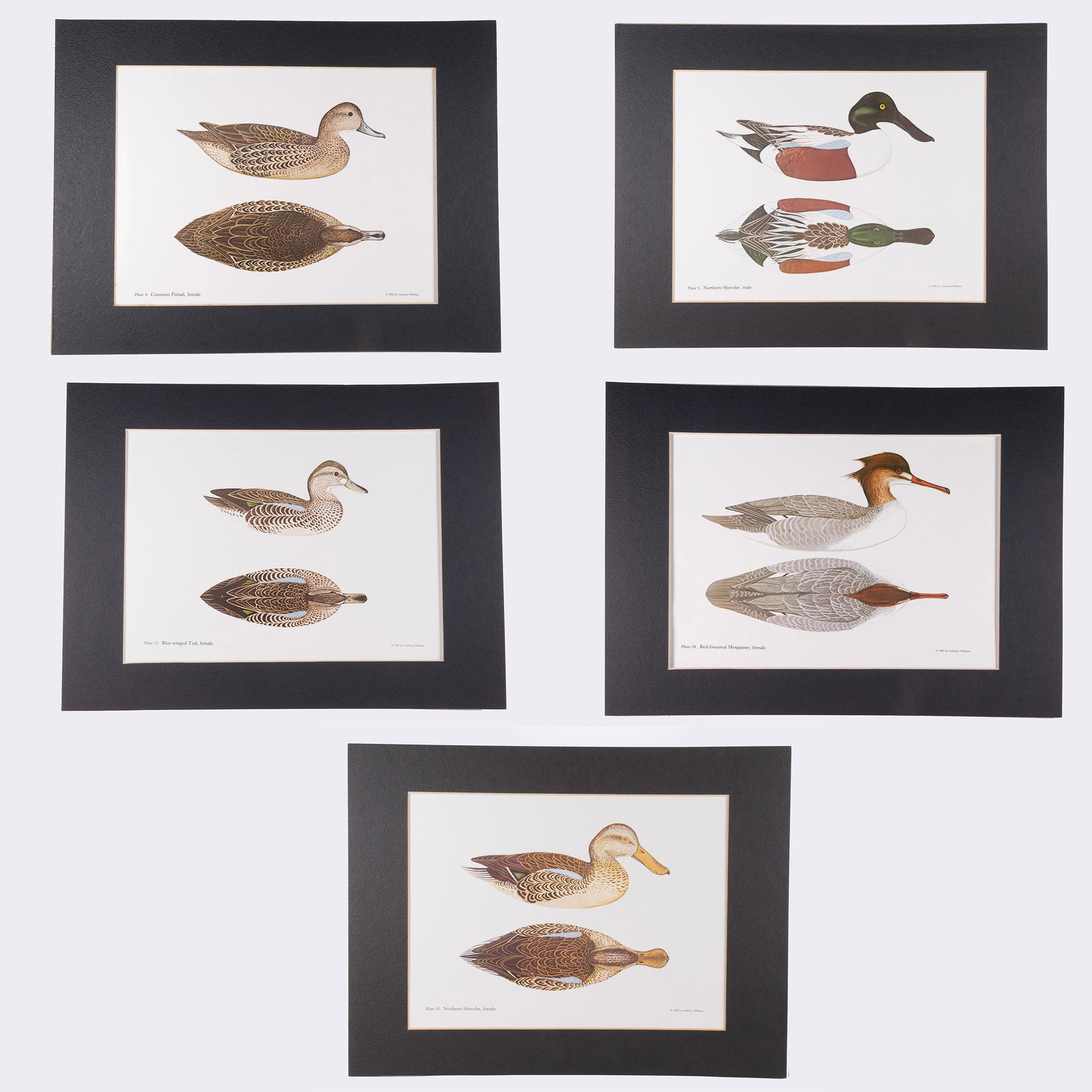 Anthony Hillman Duck Stamp Art Lot (1 of 6)