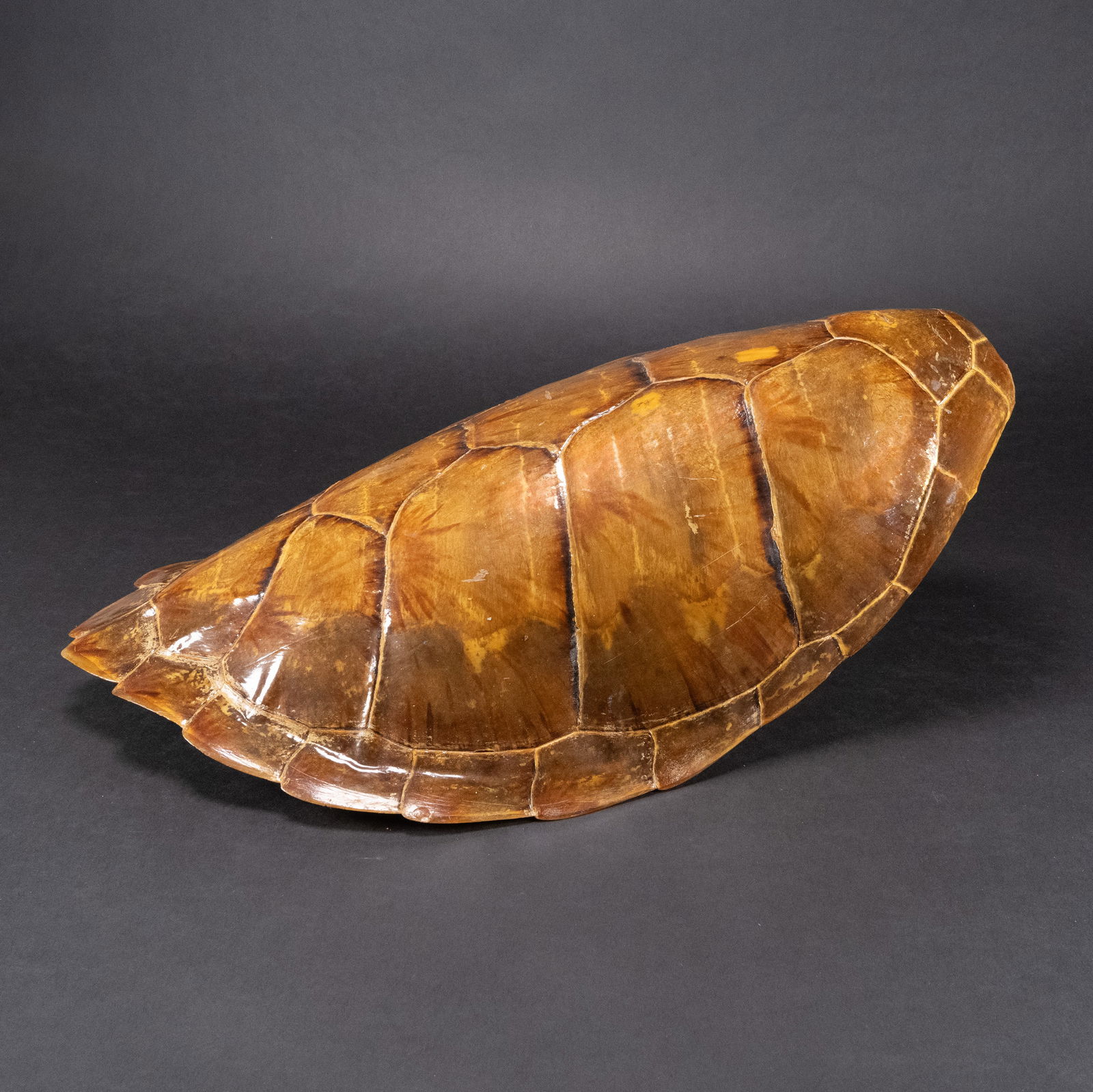 Antique 19th c. Sea Turtle Tortoise Shell Taxidermy (1 of 6)