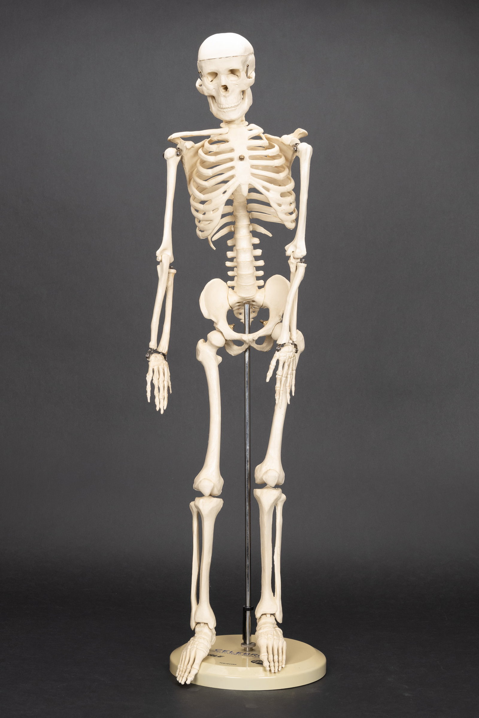Human Skeleton Model (1 of 9)