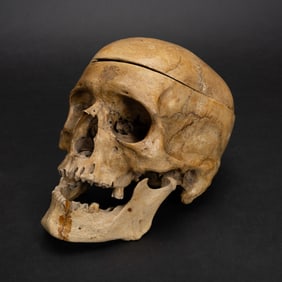 Antique Real Human Skull