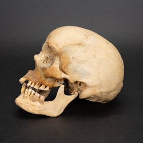 Antique Real Human Skull