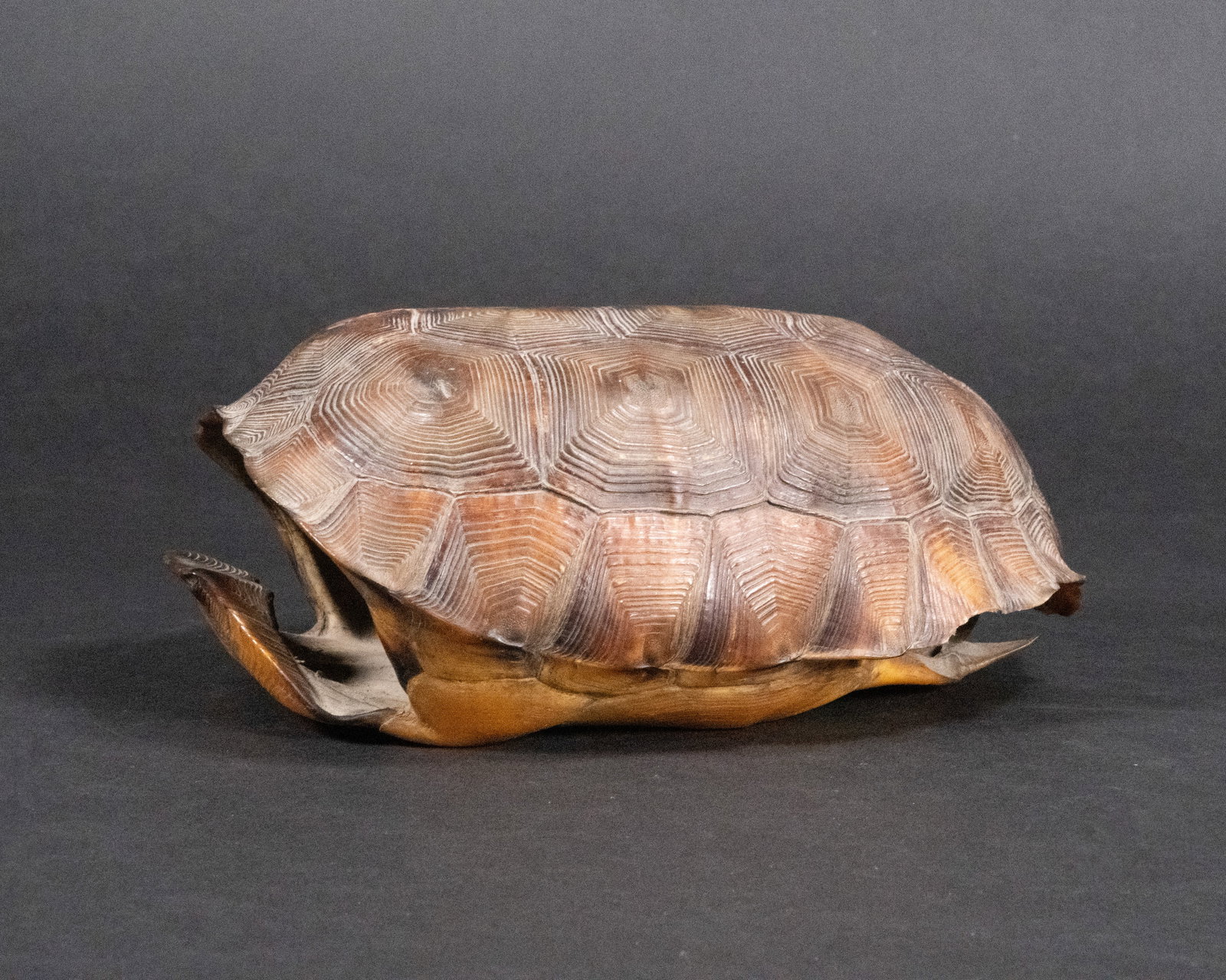 19th c. Mountain Tortoise Shell Taxidermy (1 of 8)