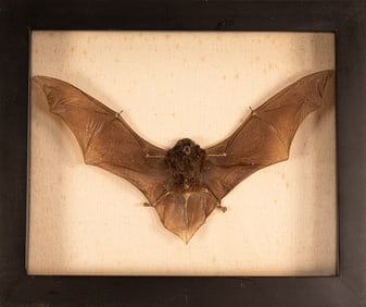 Taxidermy Bat Mounted in Shadow Box