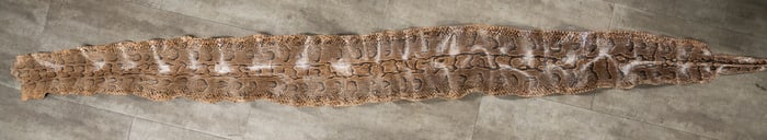 Rock Python Taxidermy Snake Skin 10Ft