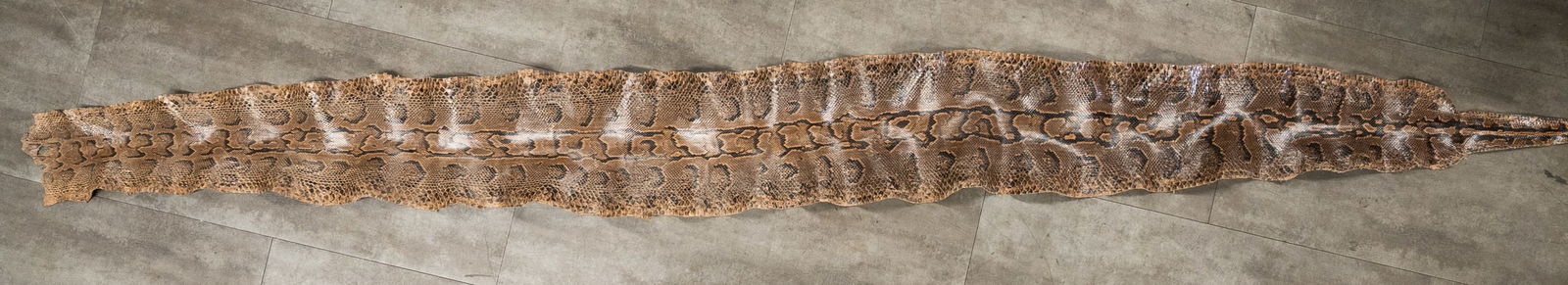 Rock Python Taxidermy Snake Skin 10Ft (1 of 13)