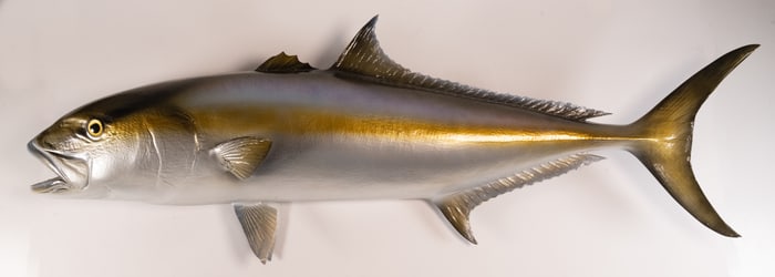 Amberjack Fish Lifesize Taxidermy Wall Mount Fishing Trophy Sculpture