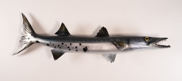Barracuda Fish Lifesize Taxidermy Wall Mount Fishing Trophy Sculpture W Real Teeth 32"L
