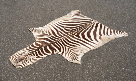 Zebra Skin Rug Taxidermy Mount