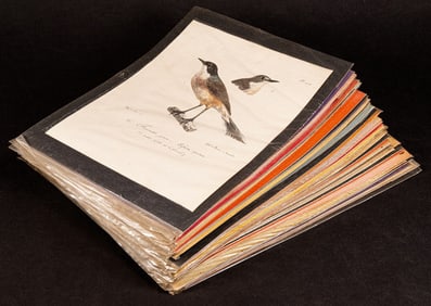 ROUX Jean Louis Florent Polydore (1792-1833) Birds