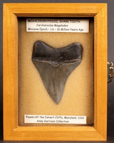 Megalodon Fossil Shark Tooth
