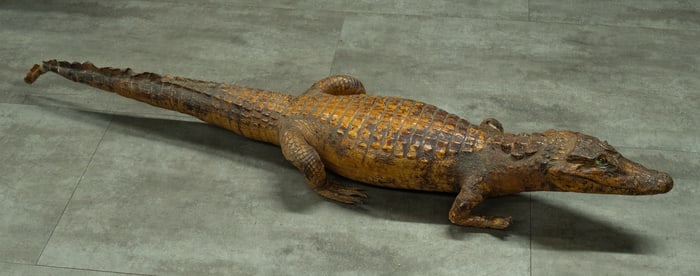 Full Body Alligator Taxidermy