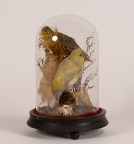 19th C Victorian Taxidermy Canary Birds Display In Glass Cloche Dome