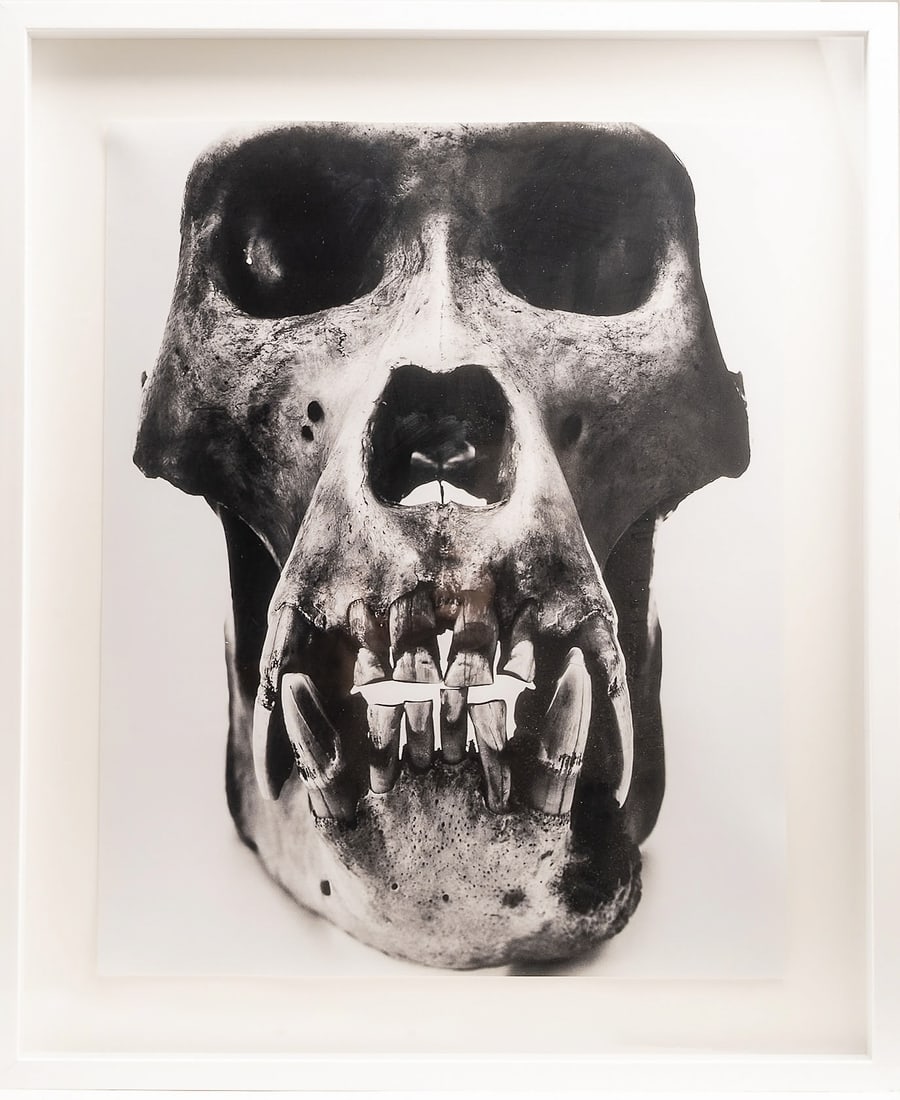 Irving Penn ( America 1917-2009) "Skull" 1986 Photograph (1 of 6)