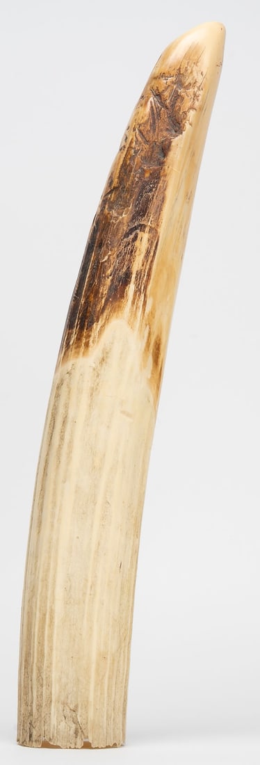 Large 20th Century Uncarved Hippo Tooth (1 of 14)