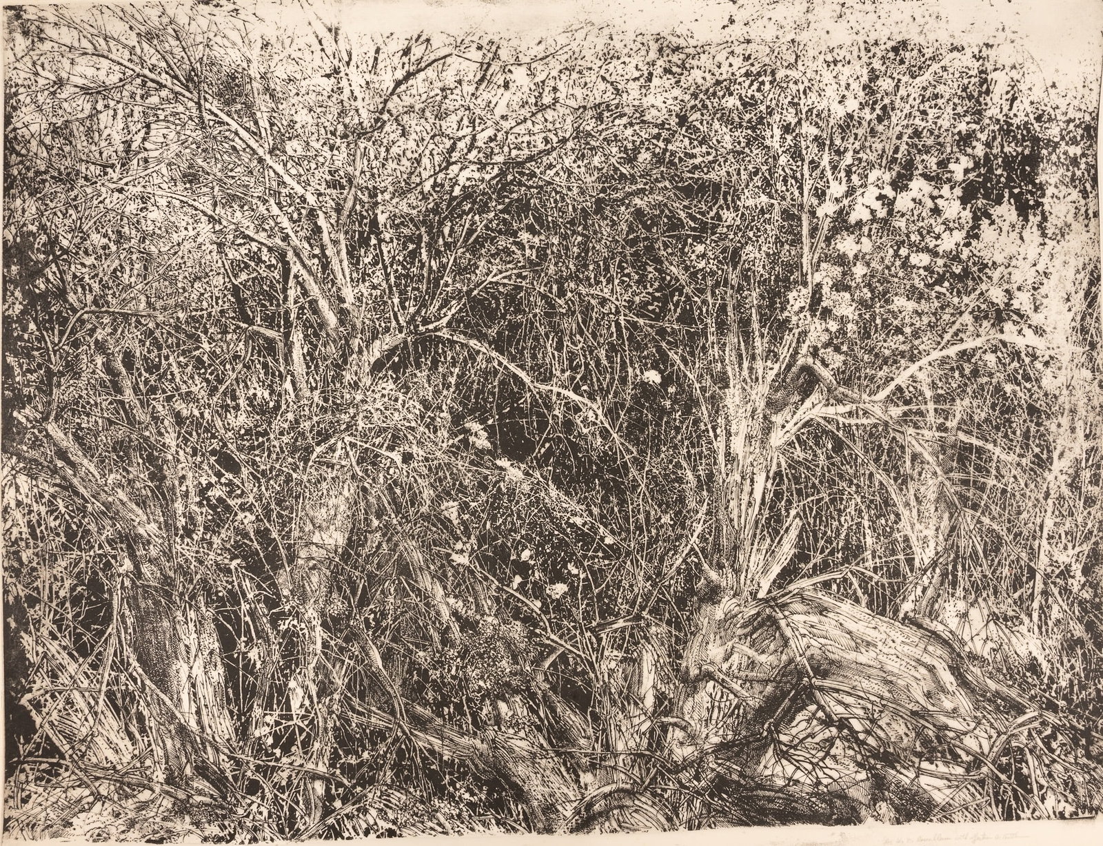 Arnold Bittleman ( American 1933-1985) "Cambridge Thicket" Artist Proof No 1 Etching on Paper (1 of 10)