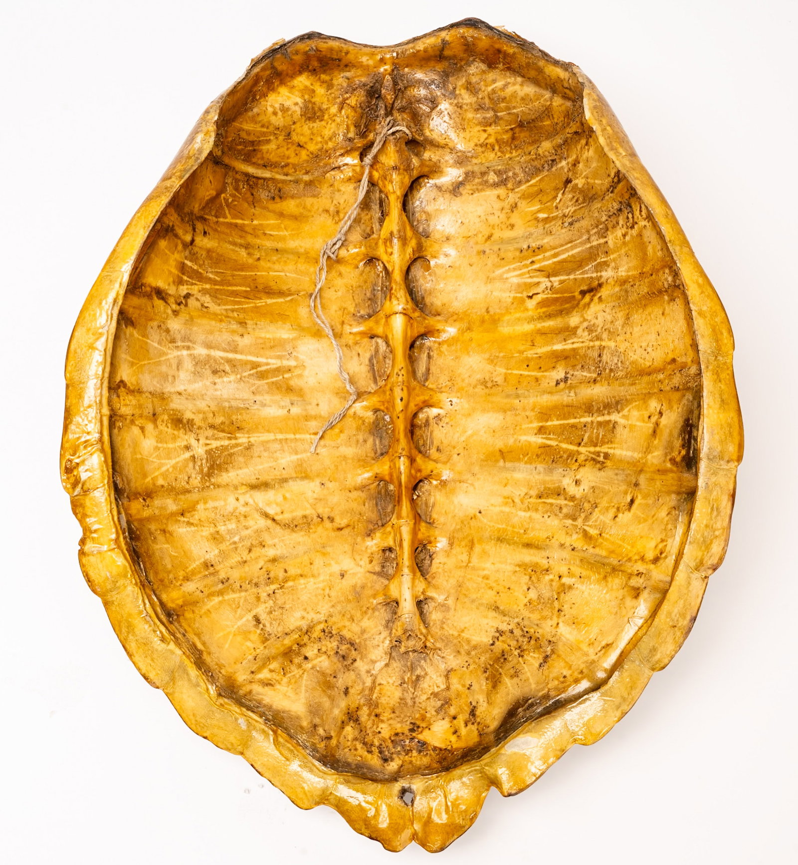19th c. Large Hawksbill Turtle Tortoise Shell - 2
