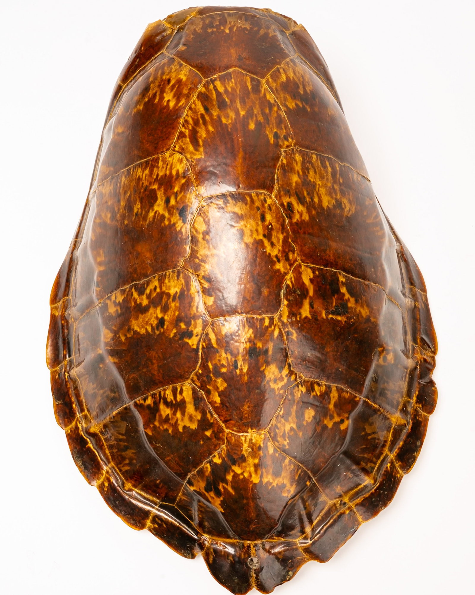 19th c. Large Hawksbill Turtle Tortoise Shell - 3