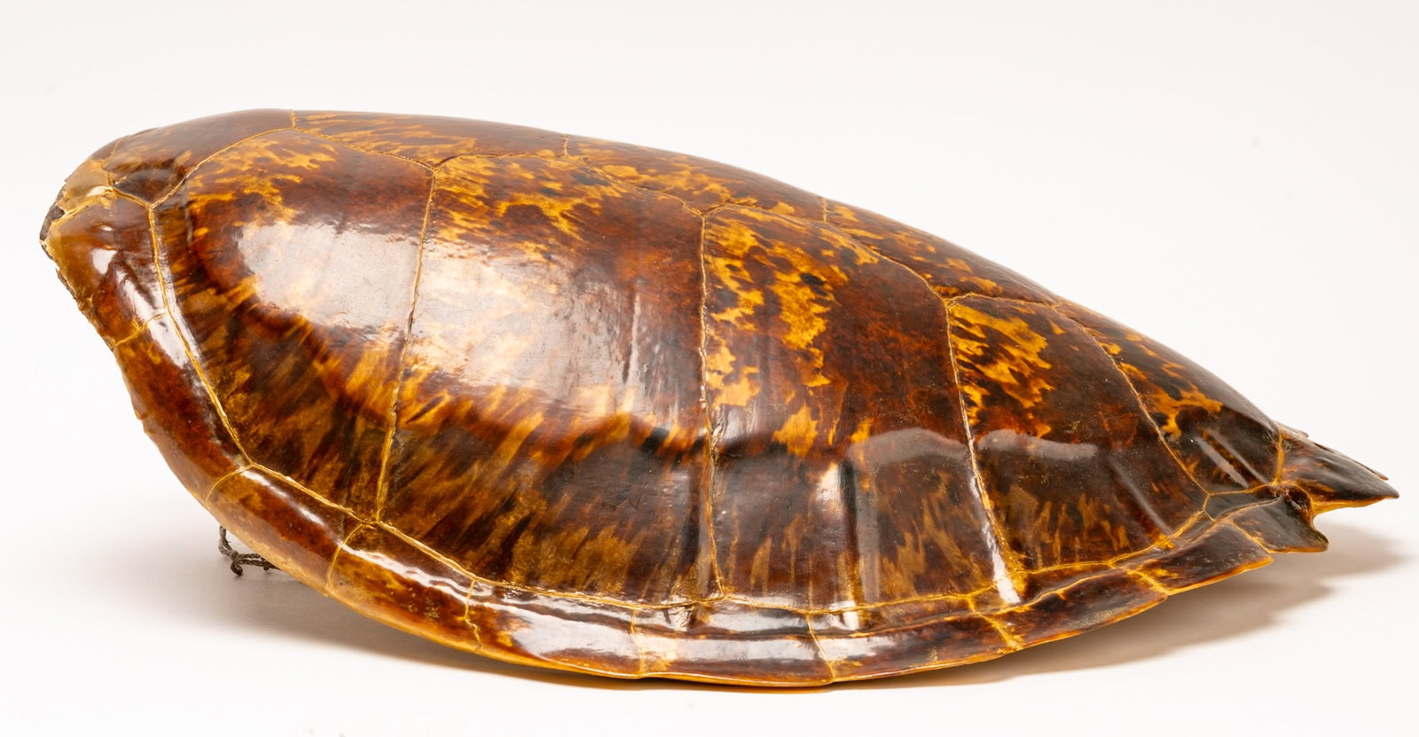 19th c. Large Hawksbill Turtle Tortoise Shell - 4