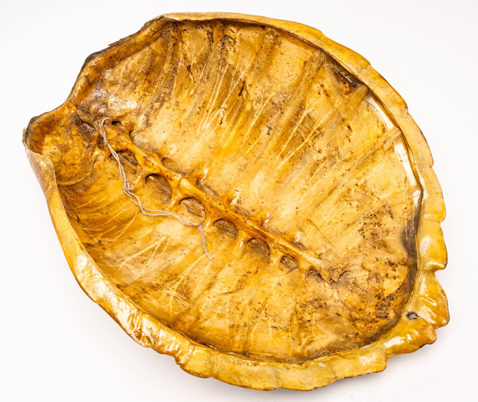 19th c. Large Hawksbill Turtle Tortoise Shell - 5
