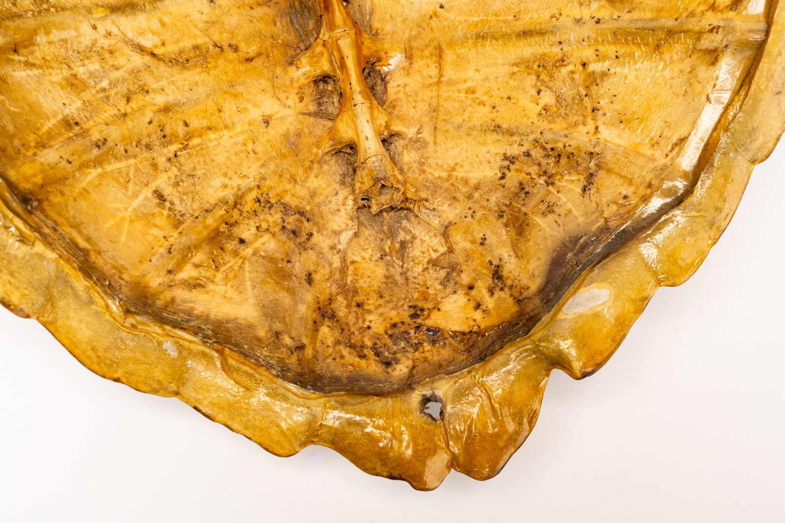 19th c. Large Hawksbill Turtle Tortoise Shell - 6
