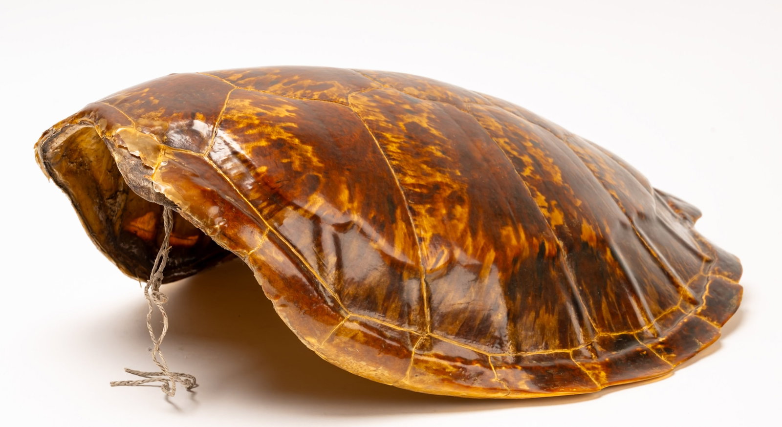 19th c. Large Hawksbill Turtle Tortoise Shell - 7