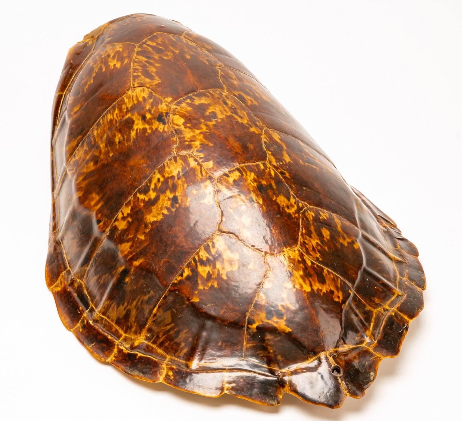 19th c. Large Hawksbill Turtle Tortoise Shell - 8
