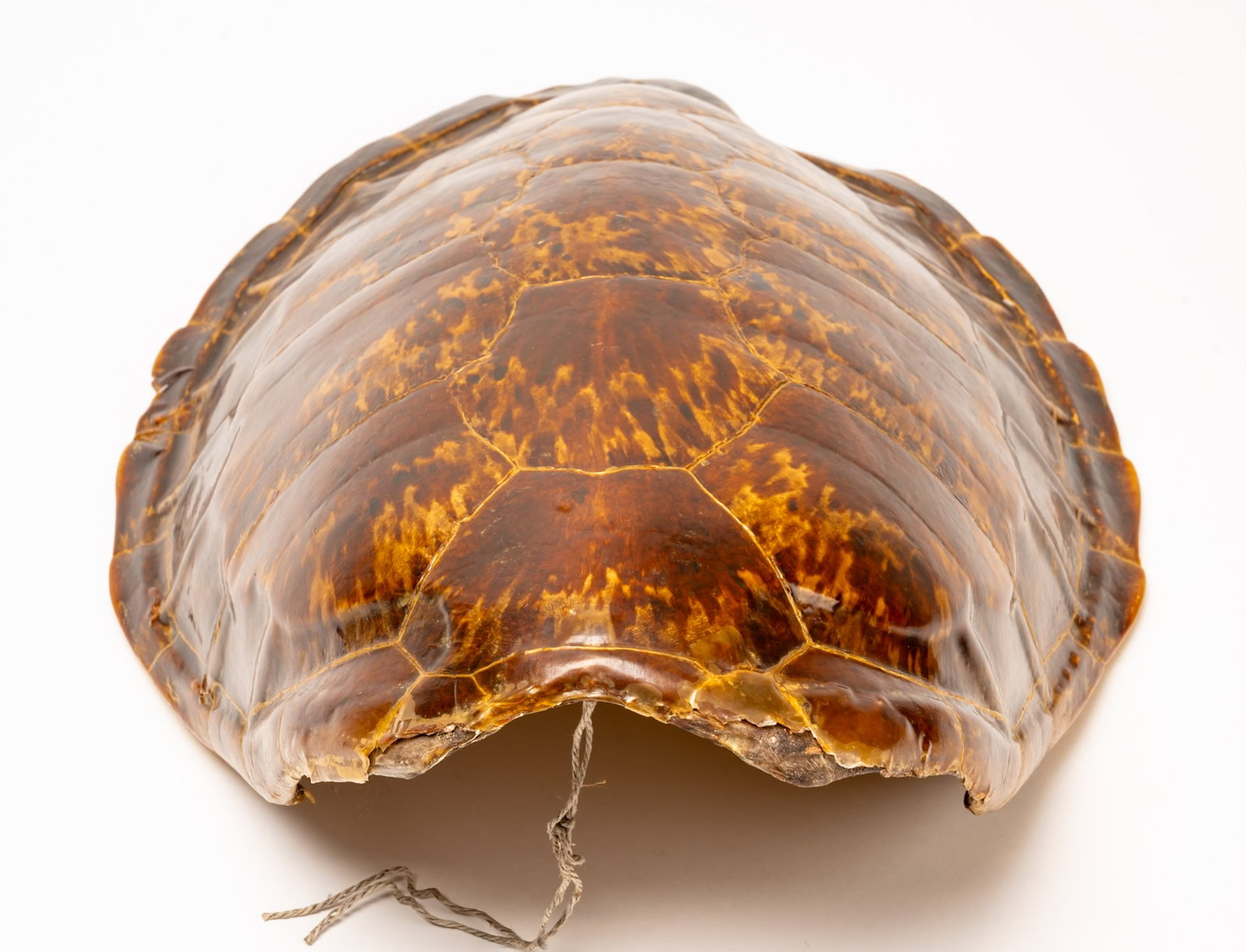 19th c. Large Hawksbill Turtle Tortoise Shell - 9